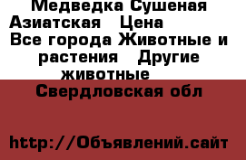 Медведка Сушеная Азиатская › Цена ­ 1 400 - Все города Животные и растения » Другие животные   . Свердловская обл.